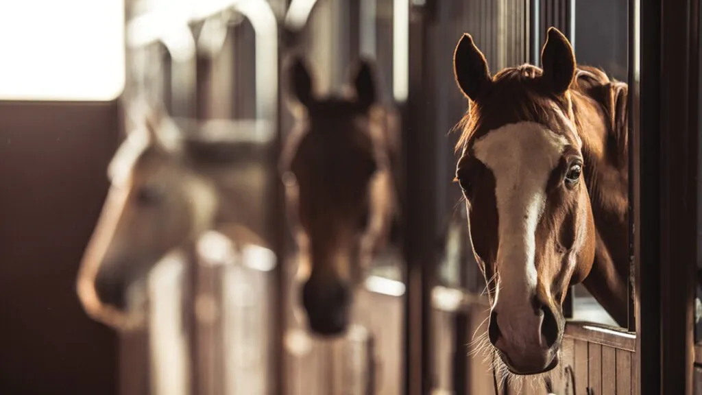 Horses in a stable, highlighting the need for dedicated Horse Farm security solutions like live CCTV monitoring and remote surveillance.