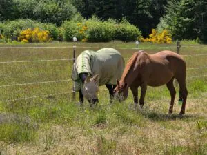 Two horses grazing in a sunlit pasture, illustrating the need for outdoor security solutions on a Horse Farm.